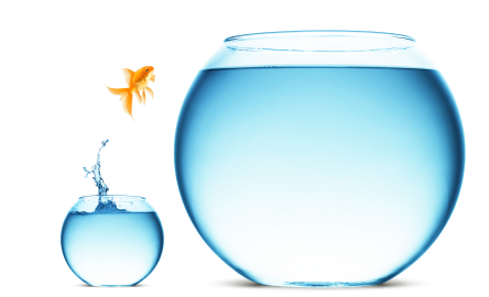 A goldfish jumping out of the water to escape to freedom. White background.